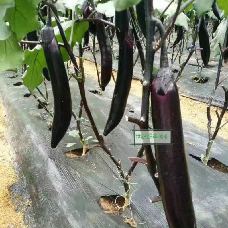 紫萼长茄种子早熟黑亮瓜条顺直抗病性强耐运输早春耐热