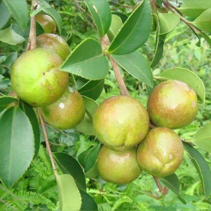 野生山茶籽油