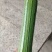 油皮丝瓜苗富美101苗厂直发品质保证易成活量大从优