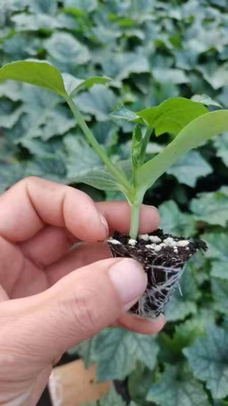 油皮丝瓜苗富美101苗厂直发品质保证易成活量大从优