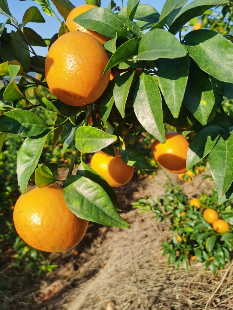 （大量有货）湖南宁远大果园沃柑细皮果面干净