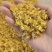 正宗霍山石斛(米斛花）