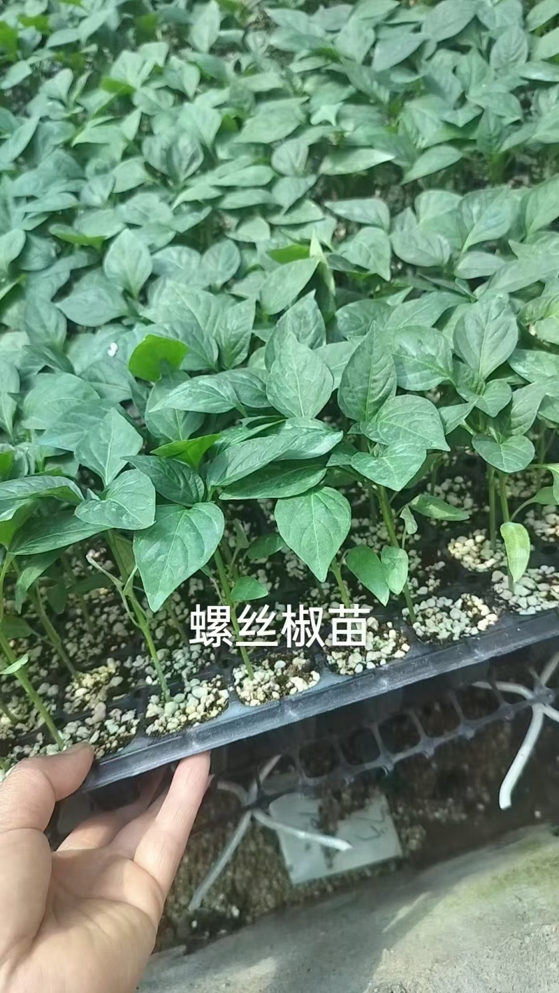 精品螺丝椒种苗116椒产量高品质保证货源充足