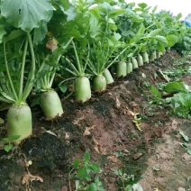 水果萝卜新鲜生吃甜脆青萝卜脆非胡萝卜萝卜当季蔬菜批发