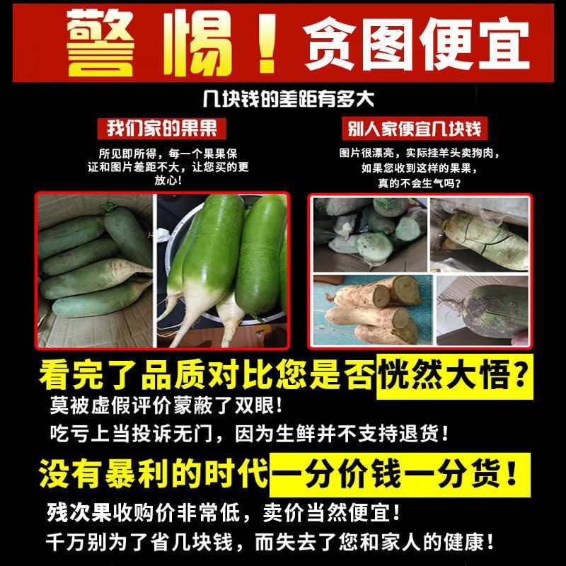 水果萝卜新鲜生吃甜脆青萝卜脆非胡萝卜萝卜当季蔬菜批发
