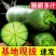 水果萝卜新鲜生吃甜脆青萝卜脆非胡萝卜萝卜当季蔬菜批发