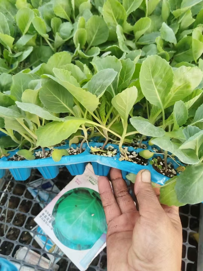 软绿甘蓝种苗苗厂直发品质保证商品性好欢迎下单订购