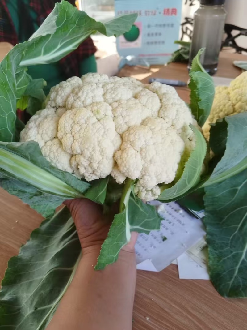 有机花菜苗翠玉货源充足基地直发品质保证欢迎下单