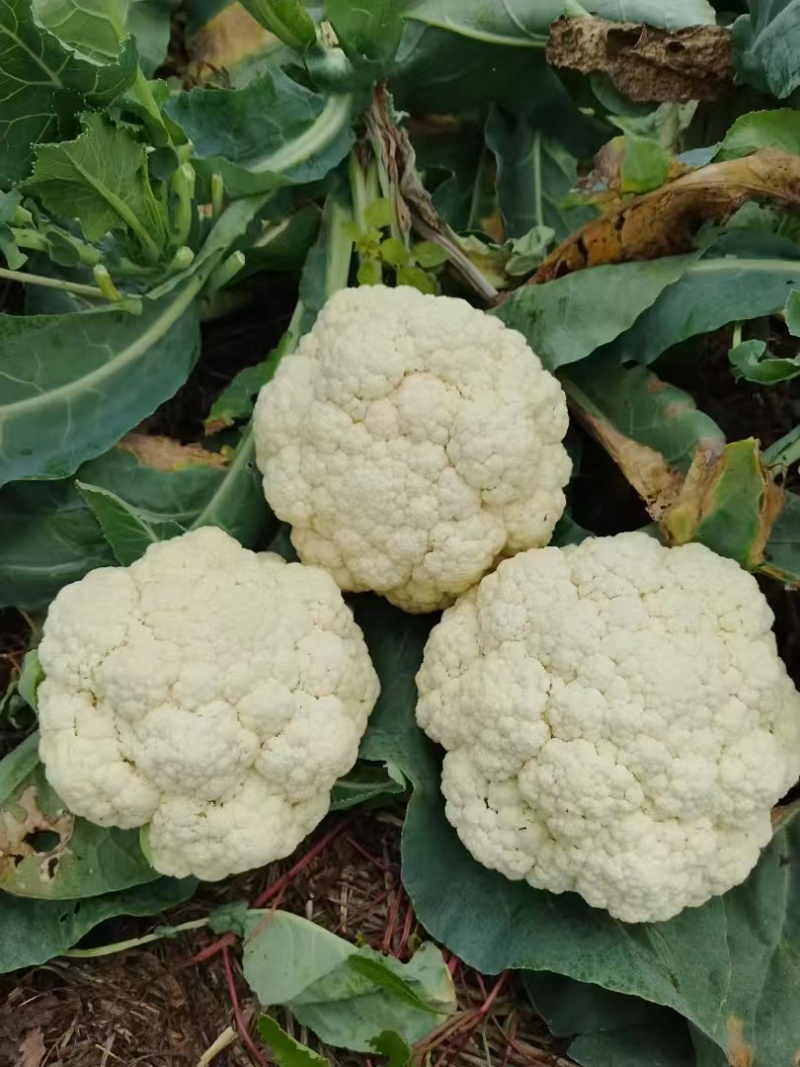 有机花菜苗翠玉货源充足基地直发品质保证欢迎下单