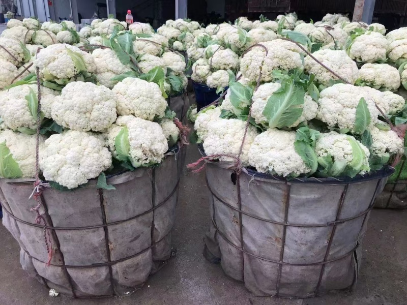 有机花菜苗翠玉货源充足基地直发品质保证欢迎下单