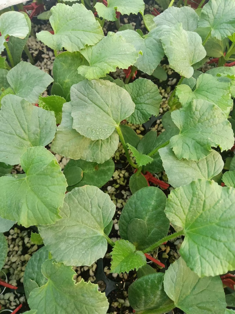 有机花菜苗翠玉货源充足基地直发品质保证欢迎下单