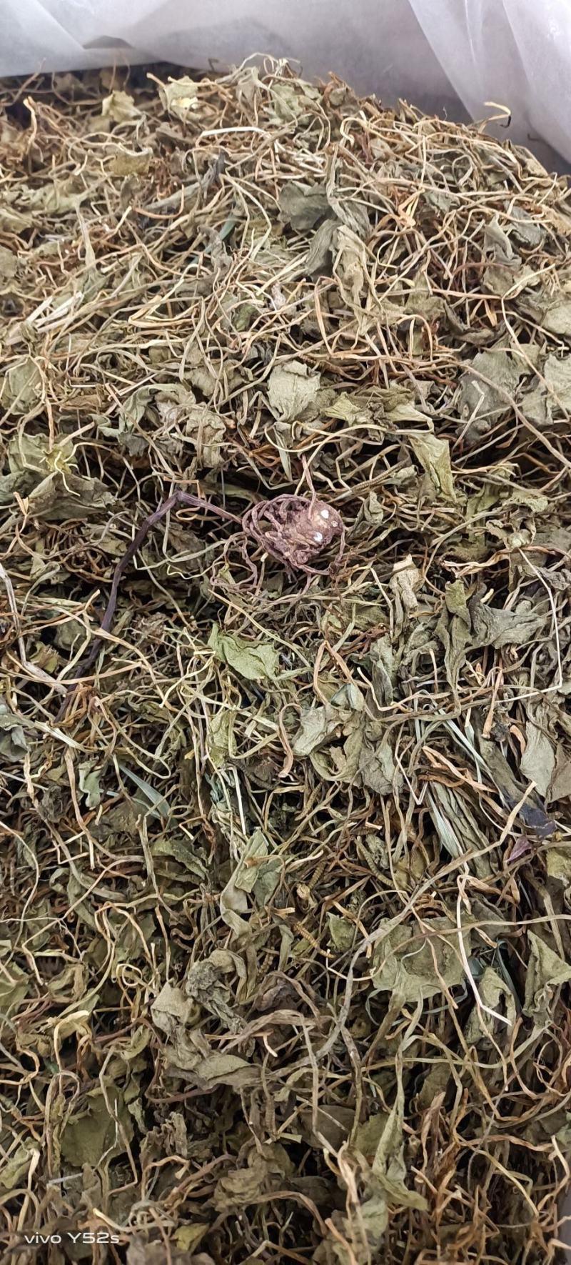蛇须草各种中草药，冷背药材，名贵药材，一手货源产地直销