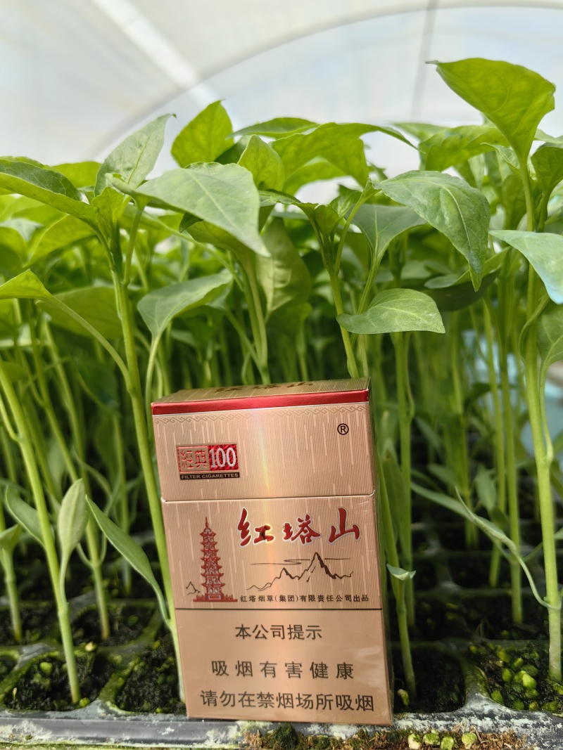 精品辣椒苗质量保障根系发达