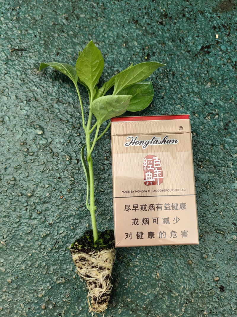 精品辣椒苗质量保障根系发达