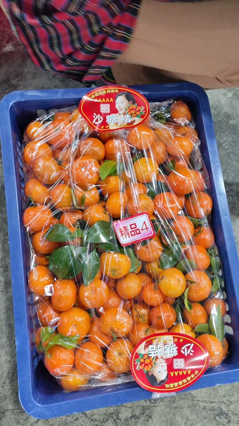 广西砂糖橘产地直发大量上市中需要的联系