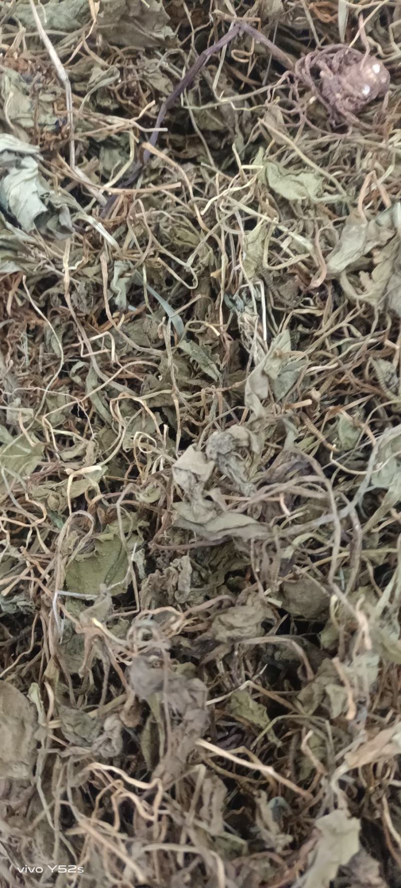 一支箭蛇须䓍各种冷背药材，多种药材批发