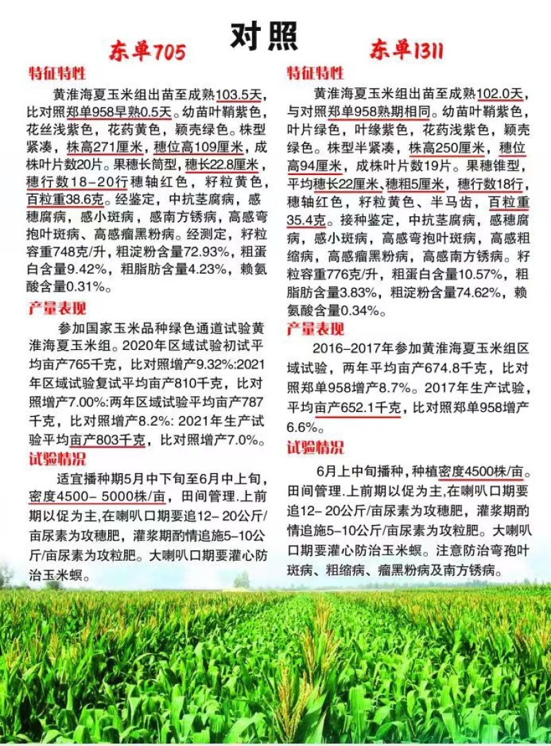东单705，比1331高产！零售快递，批发物流包邮！