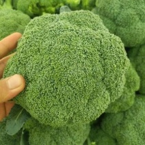西兰花营养丰富价格实惠量大价优品质保障运输便利欢迎电联