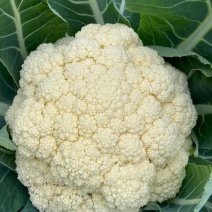 湖北产区有机花菜松花菜产地直发品质保障诚信第一欢迎选购