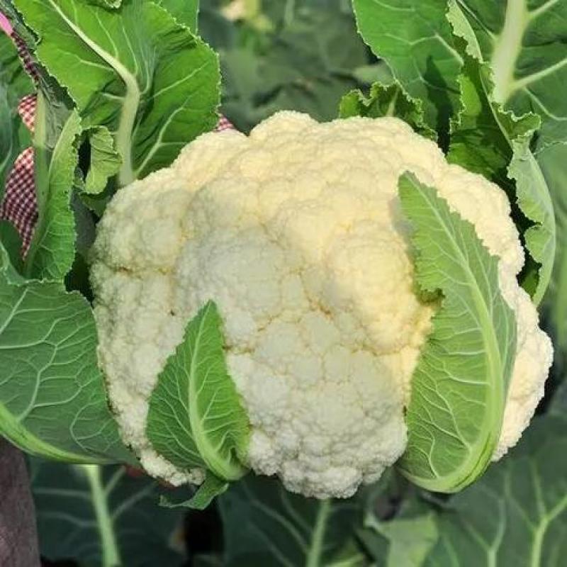 湖北产区有机花菜松花菜产地直发品质保障诚信第一欢迎选购