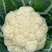 湖北产区有机花菜松花菜产地直发品质保障诚信第一欢迎选购