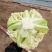 湖北产区有机花菜松花菜产地直发品质保障诚信第一欢迎选购
