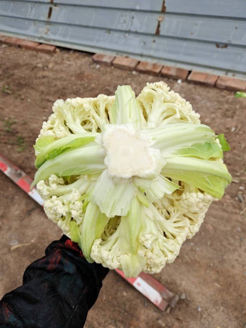 湖北产区有机花菜松花菜产地直发品质保障诚信第一欢迎选购