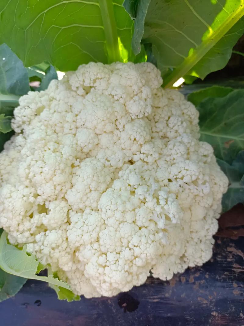 湖北产区有机花菜松花菜产地直发品质保障诚信第一欢迎选购