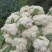 湖北产区有机花菜松花菜产地直发品质保障诚信第一欢迎选购