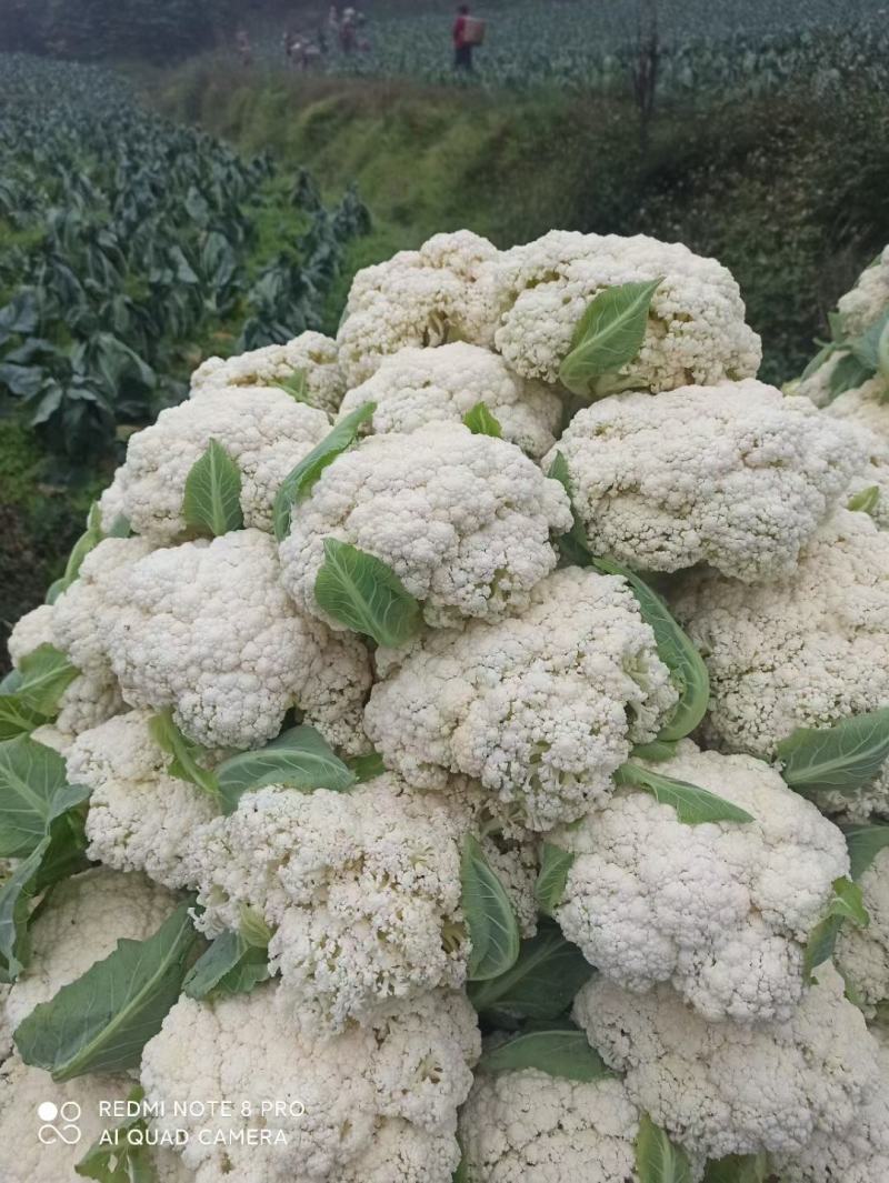 湖北产区有机花菜松花菜产地直发品质保障诚信第一欢迎选购