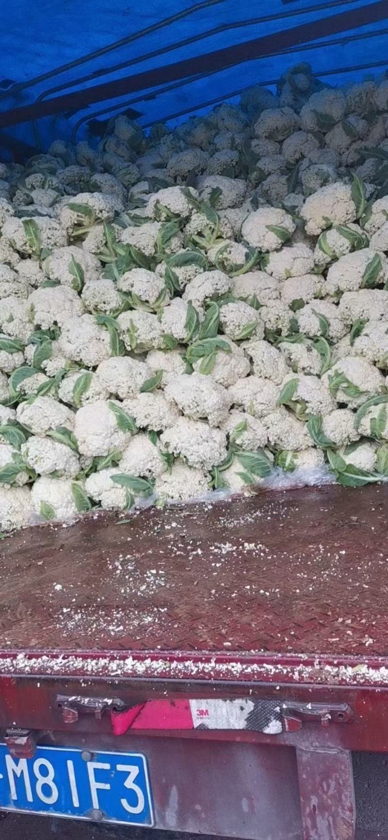 湖北产区有机花菜松花菜产地直发品质保障诚信第一欢迎选购