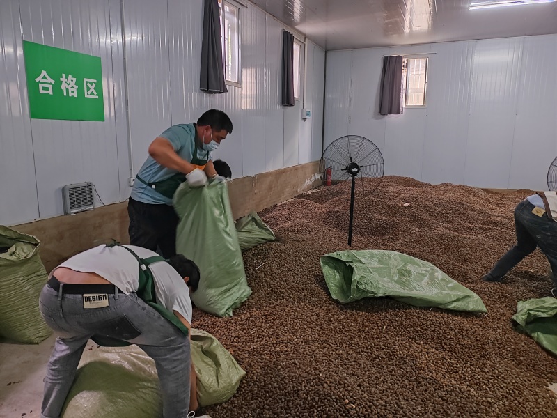 云南胖大海野生全国可发接受预订品质保证