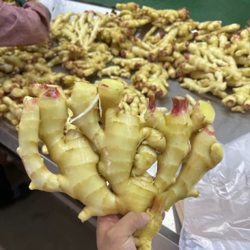 红芽鲜姜生姜大黄姜产地批发，一手货源保质保量