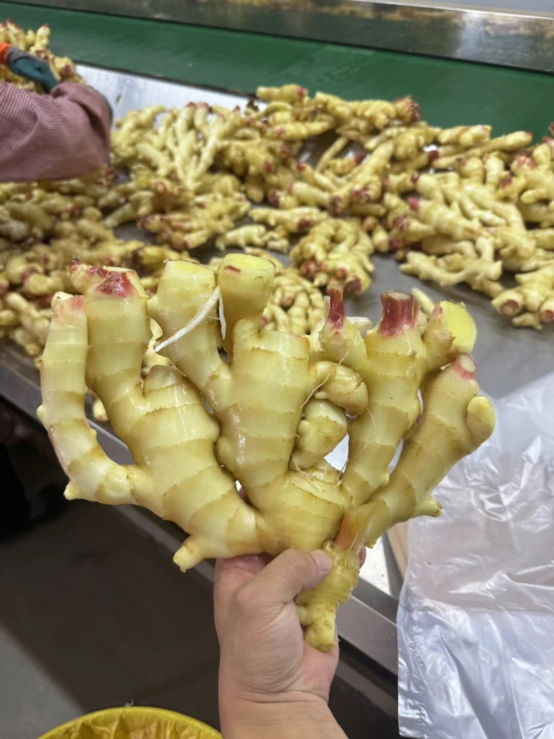 红芽鲜姜生姜大黄姜产地批发，一手货源保质保量