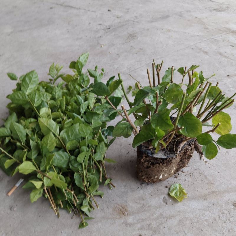 茉莉老桩，分两大类，一种为一年苗，一种冫为二年以上的苗