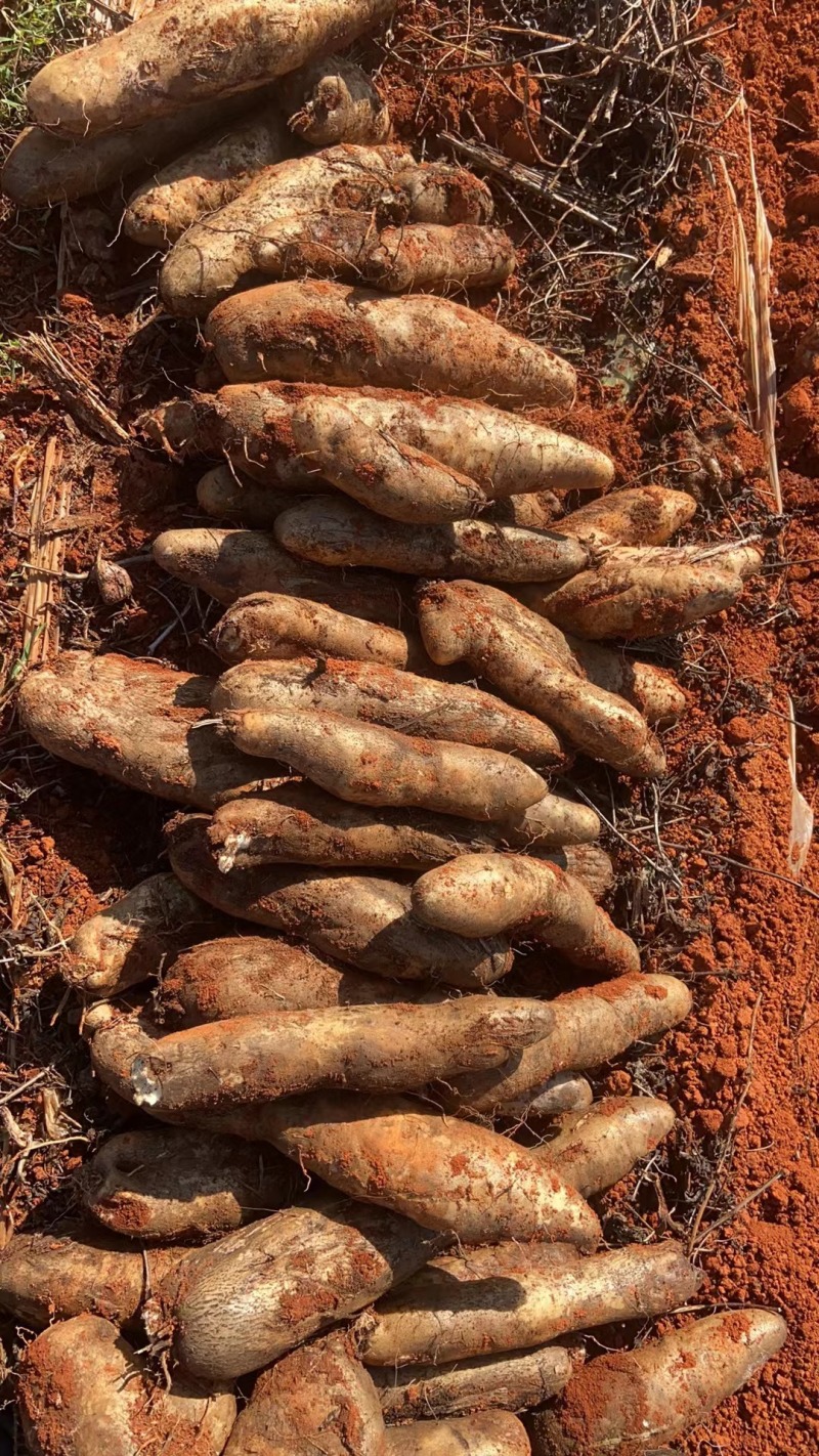 云南灵芝山药大量上市，全国接单中，糯米山药，现货