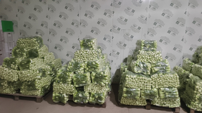 精品上海青已上市