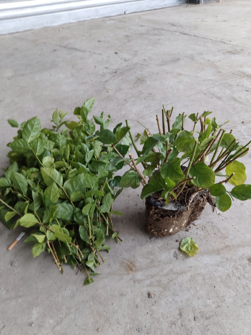 茉莉老桩，分两大类，一种为一年苗，一种冫为二年以上的苗