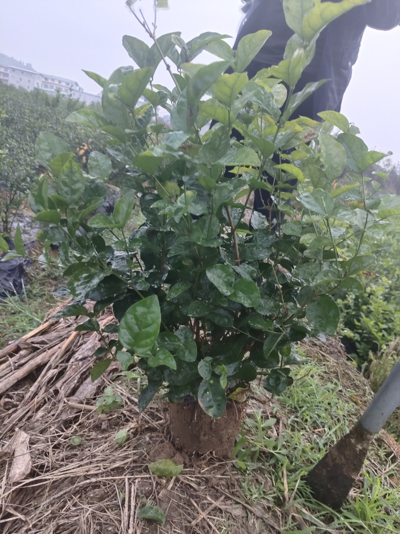 茉莉老桩，分两大类，一种为一年苗，一种冫为二年以上的苗