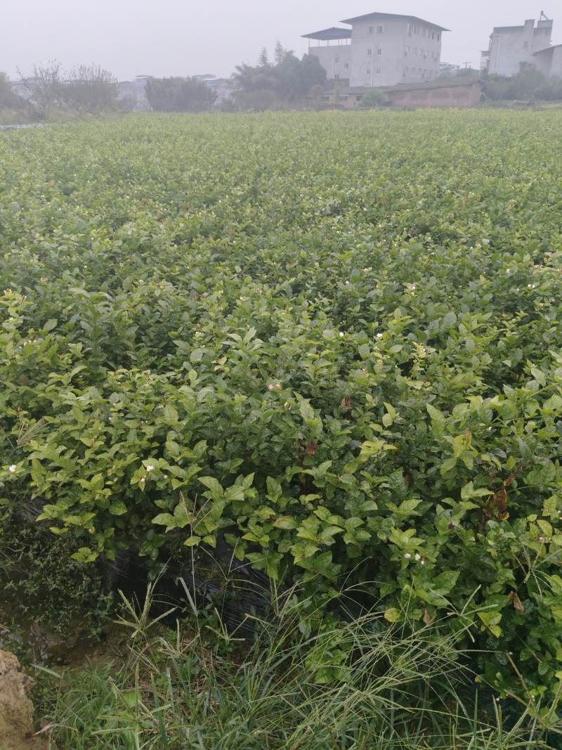 茉莉老桩，分两大类，一种为一年苗，一种冫为二年以上的苗