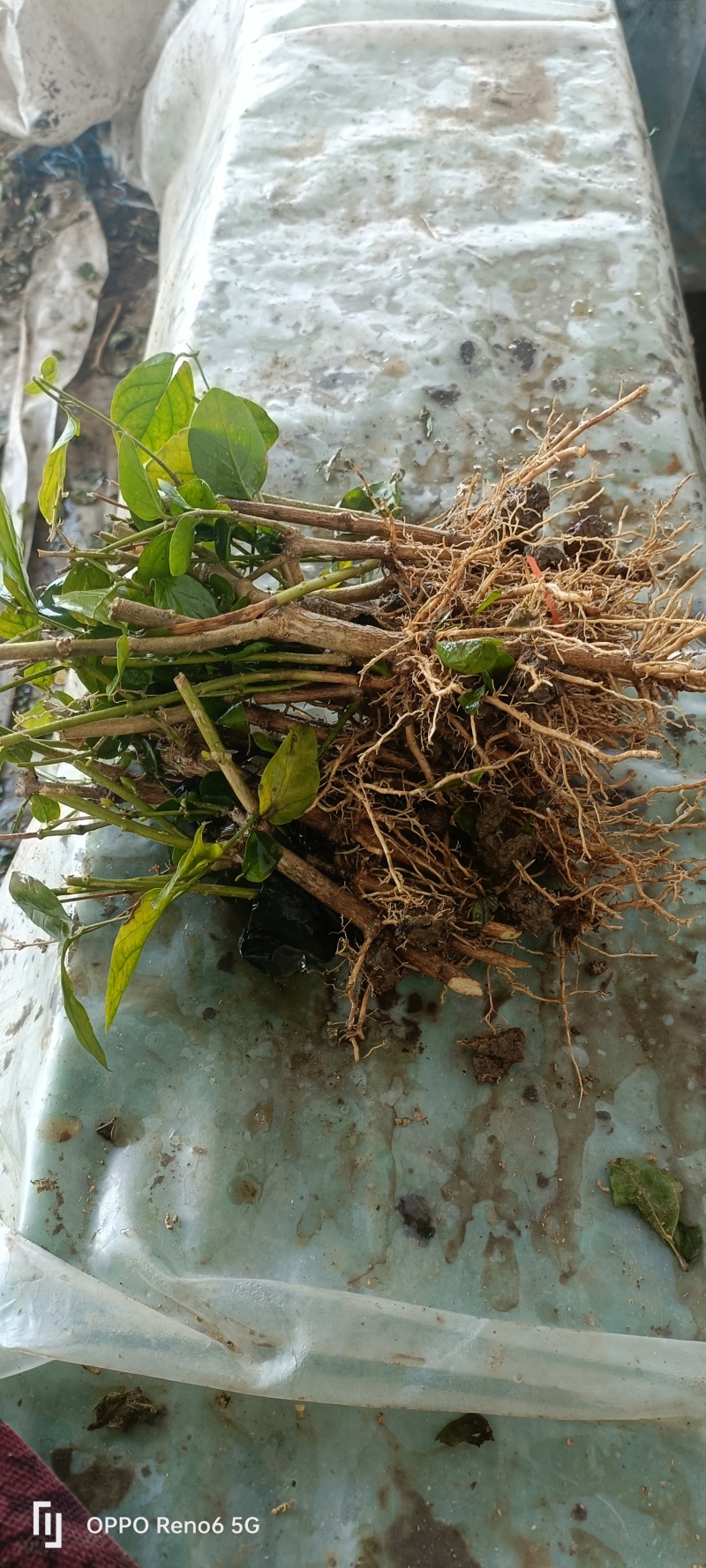 茉莉老桩，分两大类，一种为一年苗，一种冫为二年以上的苗