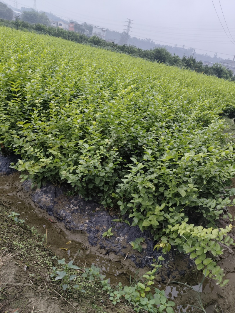 茉莉老桩，分两大类，一种为一年苗，一种冫为二年以上的苗
