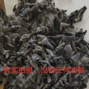 东北秋木耳全网***小碗肉厚无根的