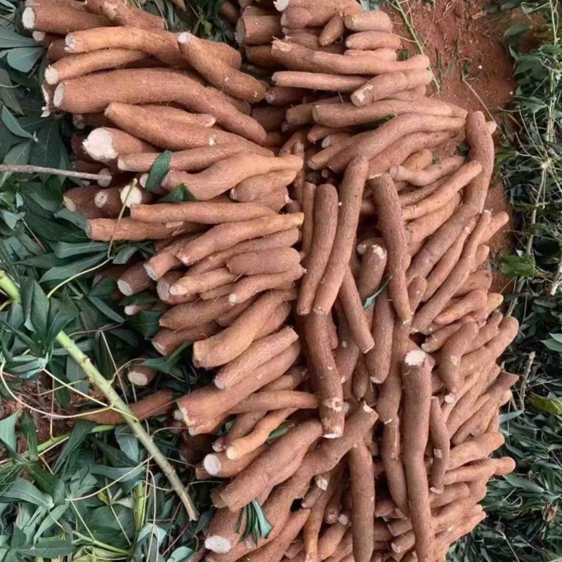 黄心木薯，广西柳州产地直发，保证货源充足，支持电商一件代发