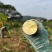 黄心木薯，广西柳州产地直发，保证货源充足，支持电商一件代发
