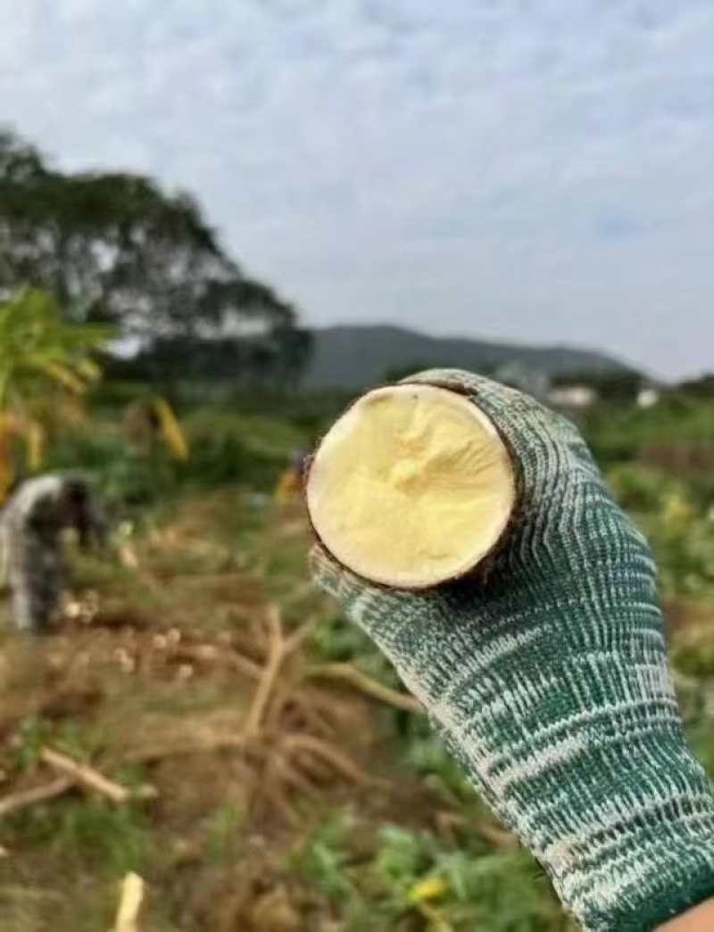 黄心木薯，广西柳州产地直发，保证货源充足，支持电商一件代发
