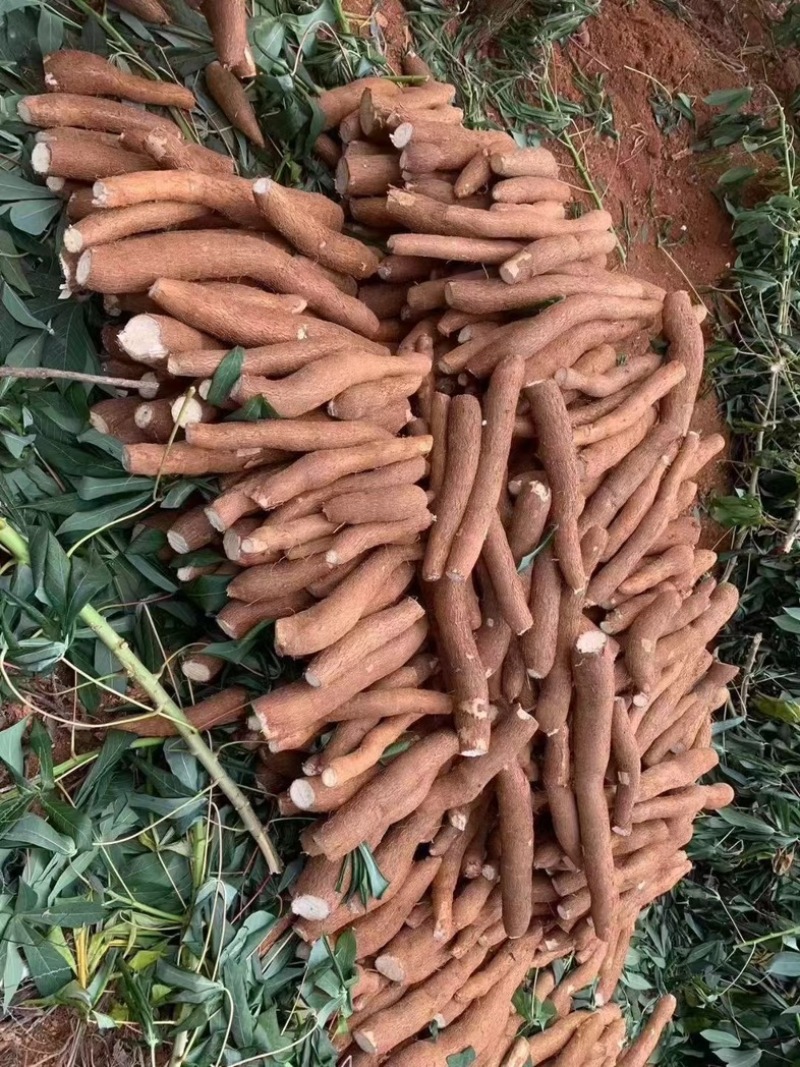 黄心木薯，广西柳州产地直发，保证货源充足，支持电商一件代发