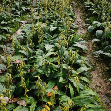 紫花宽叶毛慈姑苗（杜鹃兰）山慈菇，大量出售