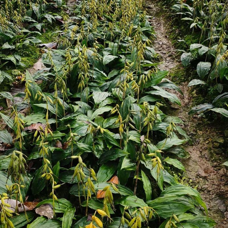 紫花宽叶毛慈姑苗（杜鹃兰）山慈菇，大量出售