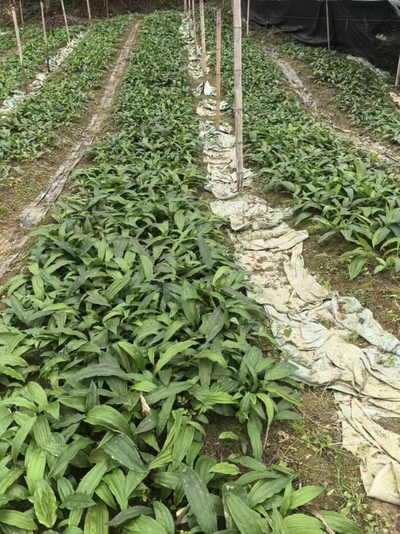 紫花宽叶毛慈姑苗（杜鹃兰）山慈菇，大量出售